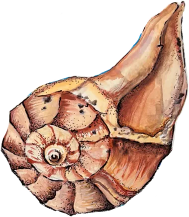 Painted spiral shell